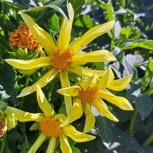 Dahlien - @,
