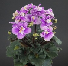 Usambaraveilchen Jungpflanze Fay`s Madeleine