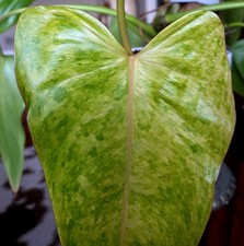 Rare NEW!  Philodendron Texas