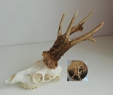 Rehbock Gold Medaille Trophäe aus Ungarn, Kapitales Geweih 560 gramm !