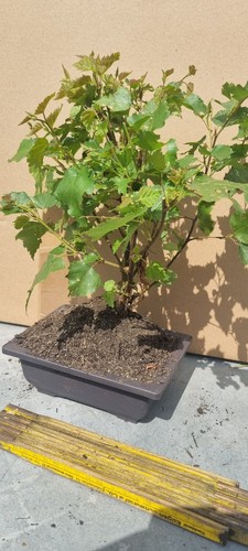 Bonsai birkenbaum - bonsai,,
