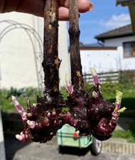 Yacon lila Rizome Süßwurzel