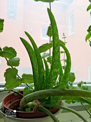 Aloe vera ableger 22cm - ableger,
