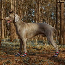 4x Hundeschuhe Stiefel