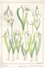 Eugene Grasset Pl. 31 Jugendstil Art Nouveau La Plante et ses Applications 1896