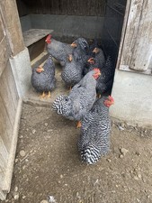 10 Stück, Bruteier, Amrock