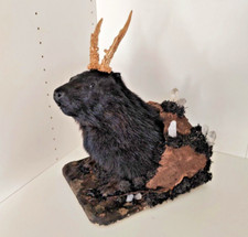 Tierpräparat Wolpertinger