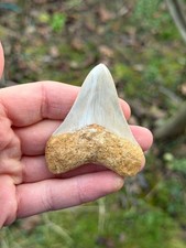 Fossiler Megalodon Hai Zahn