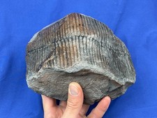 Carboniferous Calamites tree plant fossil Fossilien Karbon Schachtelhalm Germany