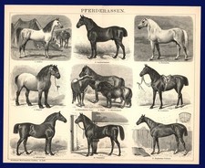 Druck anno 1896 - Pferde +