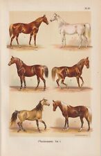 Pferderassen Araber Trakehner CHROMOLITHOGRAPHIE um 1900 Oldenburger Pferde