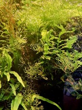 1 Portion  Riccia Moos (7x5 cm