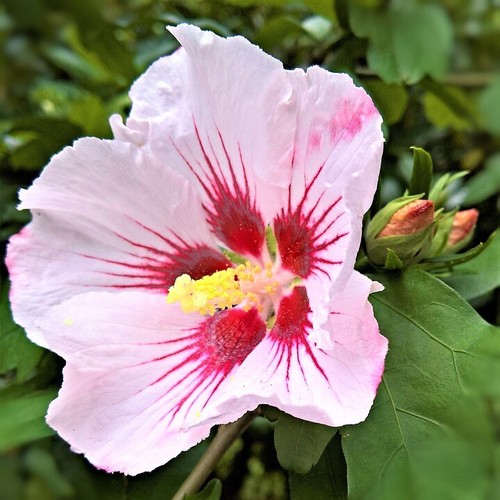 Roseneibisch hibiscus syriacus - roseneibisch,