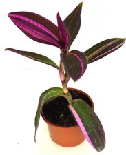 -  Tradescantia Pallida