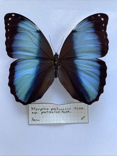 Entomologie*Morpho
