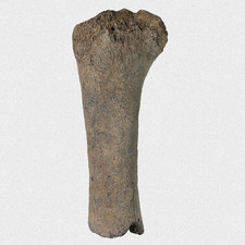 Fossil S. Etruscus Speiche