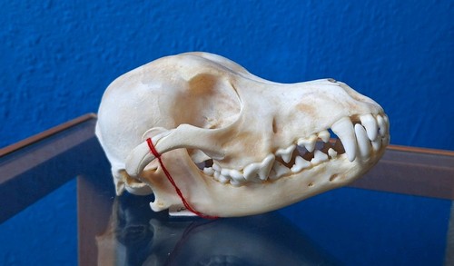 Hunde schädel echt skull - echt, kopf