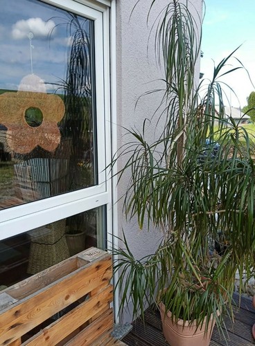 Schöne zimmerpflanze - ,