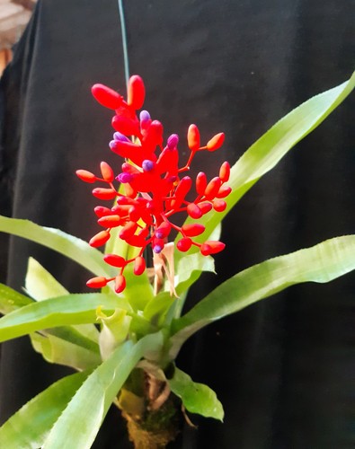 Bromelie aechmea fulgens - bromelie,