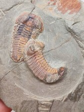 Schönes Fossil mit 2 Euloma