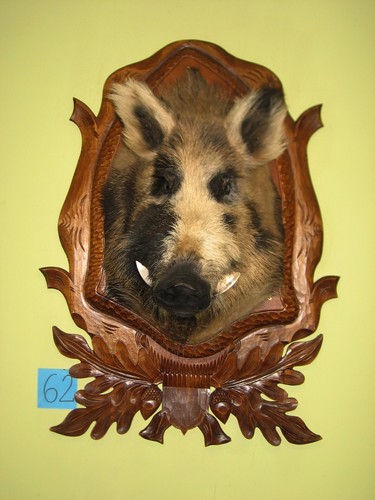 Wildschweinkopf groß - (62), +