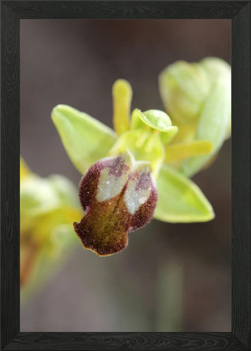 Wilde orchidee ophrys - wilde,
