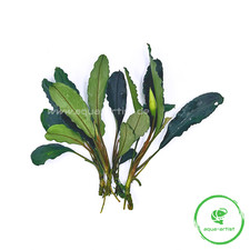 4x Bucephalandra 'Super Blue'