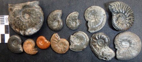 Fossilien ammonit jura lias - fossilien,