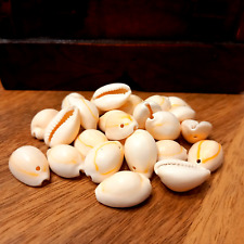 25 Kauri Muscheln Kauri