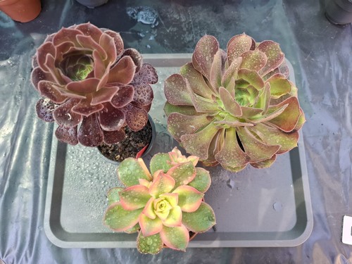 Aeonium set - aeonium, set!!!!!