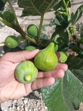 2 x "San Pietro" Feigenbaum