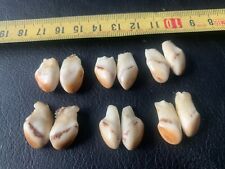 Set3 Hirsch Grandeln DEKO