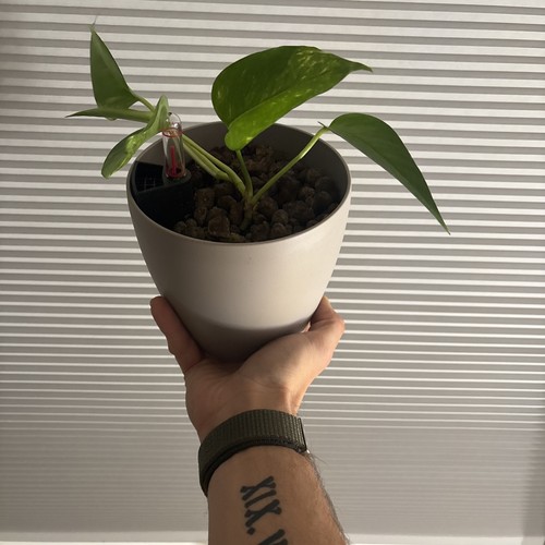 Epipremnum aureum efeutute 1 - epipremnum,