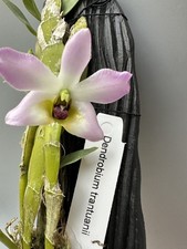 Dendrobium trantuanii