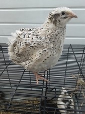 Wachtel Legewachteln,Bruteier