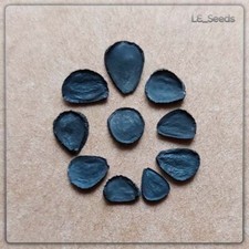 10x Samen Yucca rostrata - Blaue Palmlilie -Beaked Yucca-Big Bend Yucca - selten