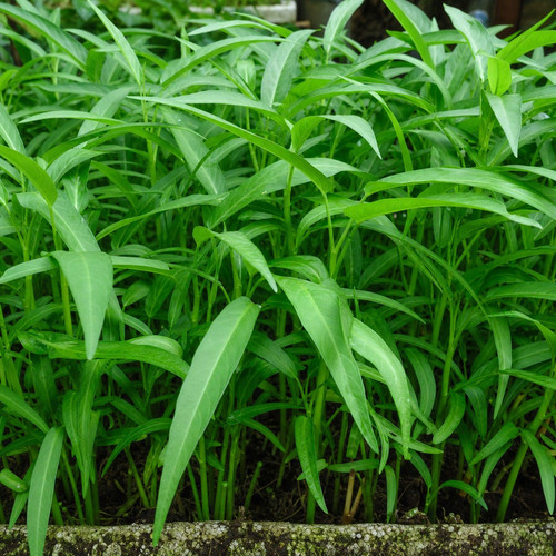 Ipomoea aquatica
