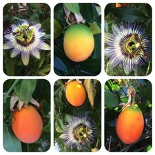 Blaue Passionsblume Passiflora caerulea dekorative Blüten und samtige Früchte