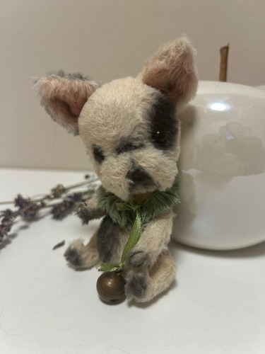 Miniature teddy bulldogge - miniature, teddy-bulldogge