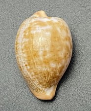 Seltene Unterart Cypraea fuscorubra elsorum   aus eigener Sammlung #1542