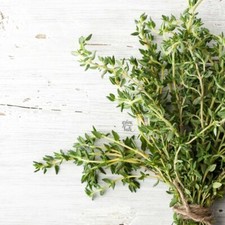 Echter THYMIAN 800+ Samen