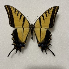 Entomologie*Papilio