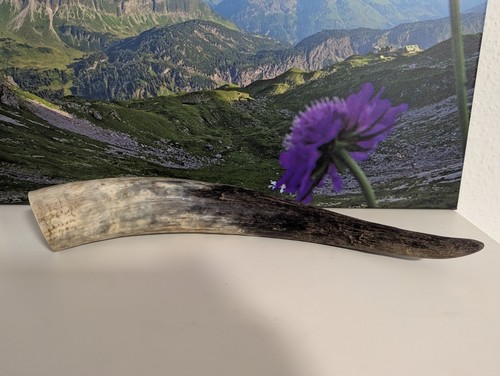 Rinderhorn naturbelassen 39cm - rinderhorn,
