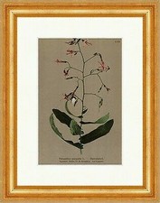 Hasenlattich Prenanthes purpurea L. Alpenkette, Krummholz Alpenflora 489 Gerahmt