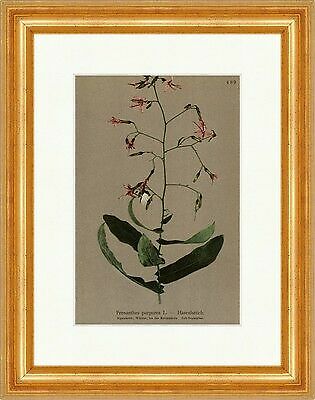 Hasenlattich prenanthes - hasenlattich,