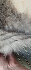 Silberfuchs Pelz Echt Reste