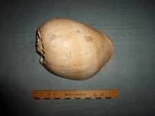 ### Melo broderipii  - Voluta