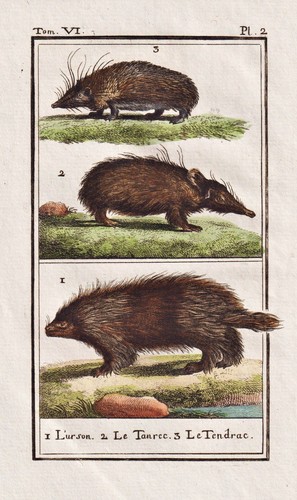 Stachelschwein porcupine urson - porcupine,