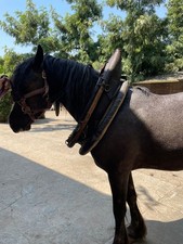 Kummet / Pferdekummet /