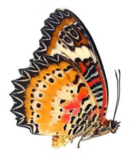 LEPIDOPTERA, NYMPHALIDAE